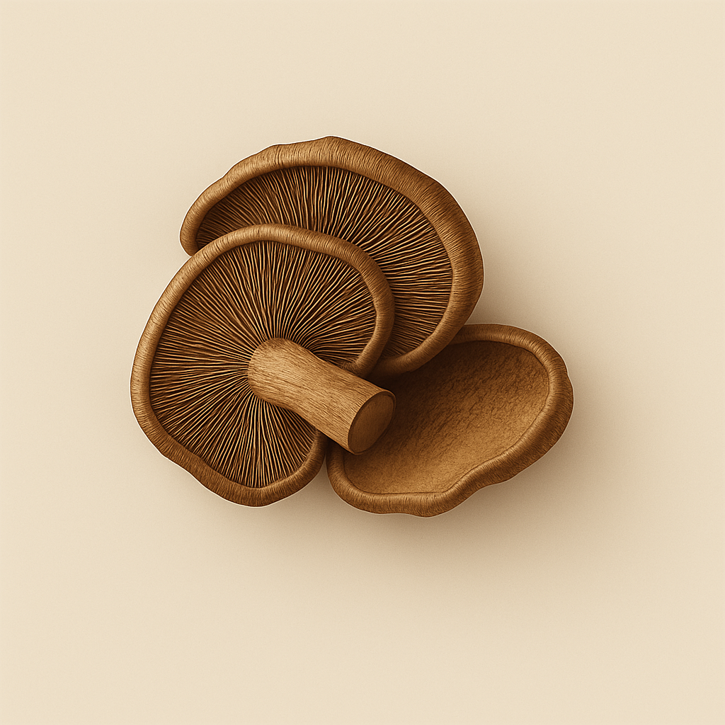 Organic Reishi mushroom extract – a calming adaptogen traditionally used to support stress relief, immune health, and restful sleep in functional cacao blends.