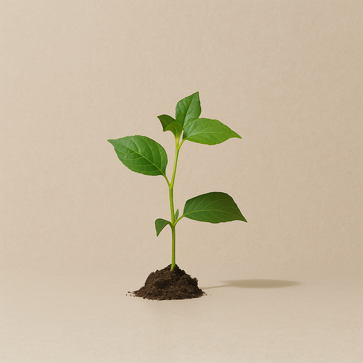 Functional Cacao (322 g) sustainability