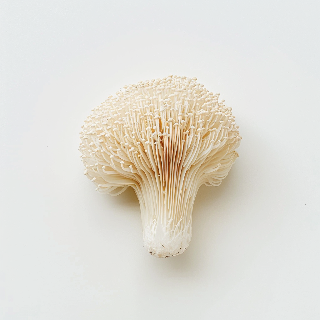 nordic lionsmane extract powder brain power mushroom coffee
