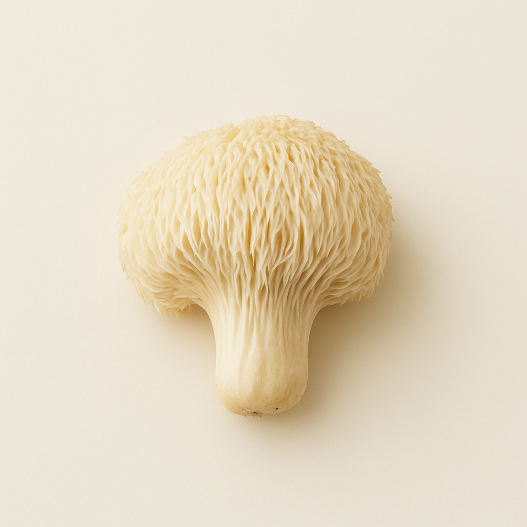 Organic Lion's Mane mushroom – a functional mushroom known for its cognitive and focus-enhancing benefits, used in Earthshake's cacao blend.